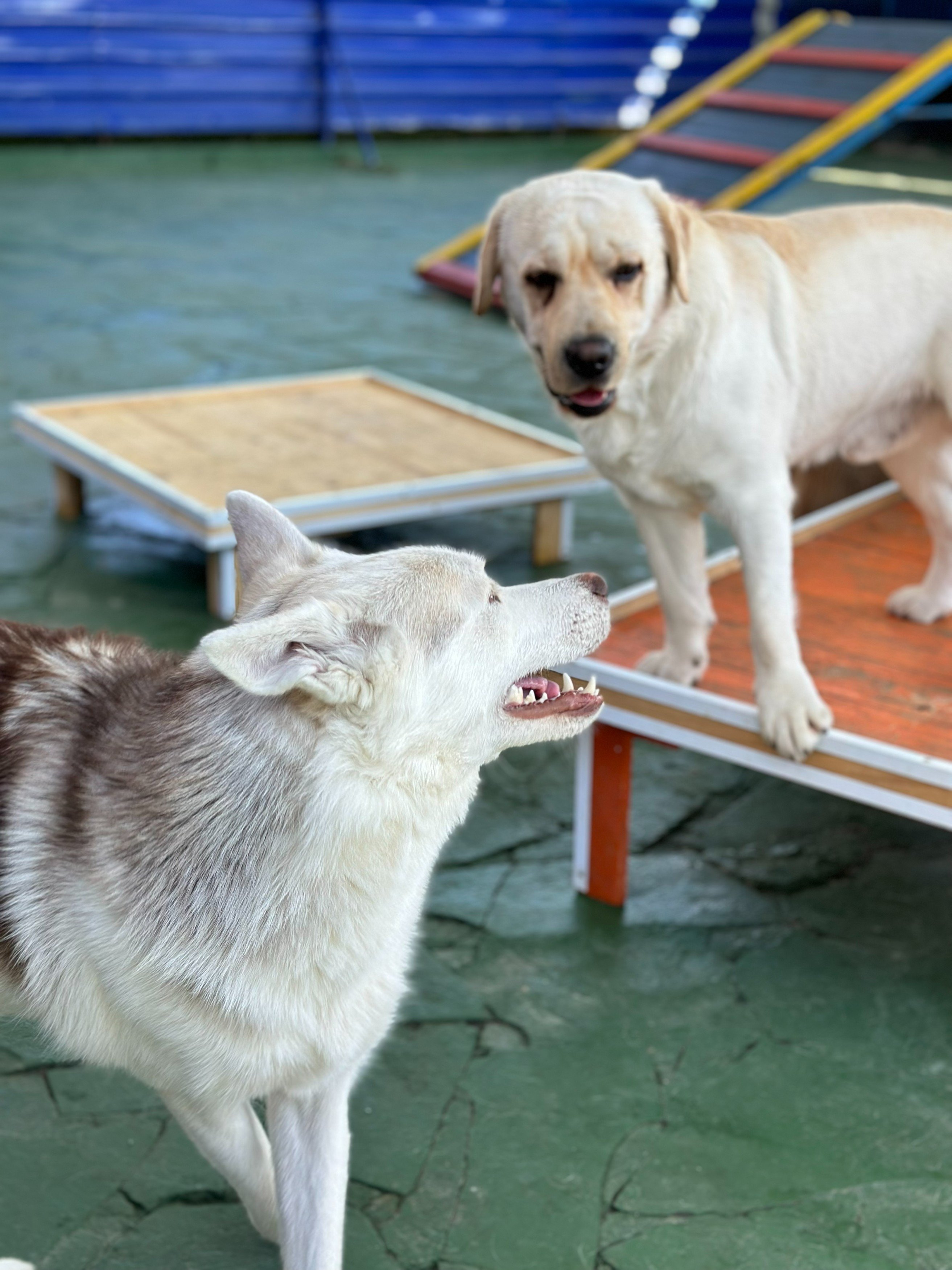 Cães brincando no circuito da Pet Play